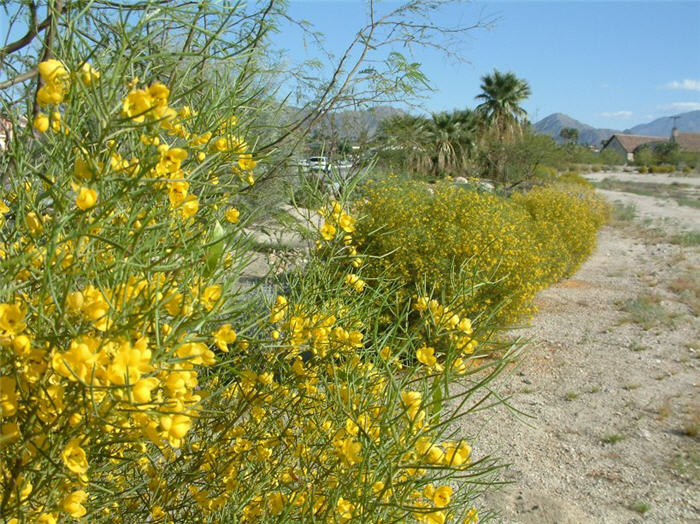 Plant photo of: Senna artemisiodes