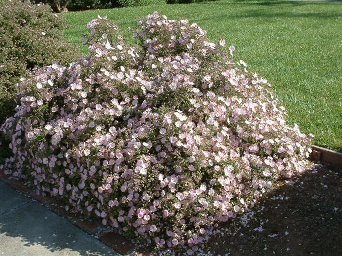 Plant photo of: Cistus X skanbergii