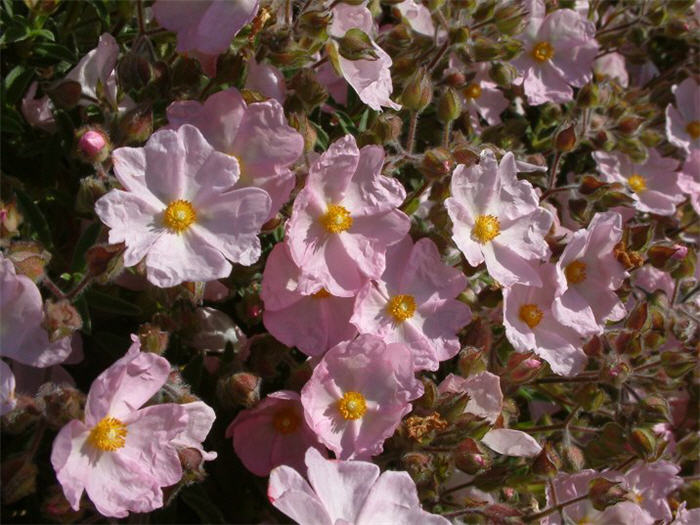 Plant photo of: Cistus X skanbergii