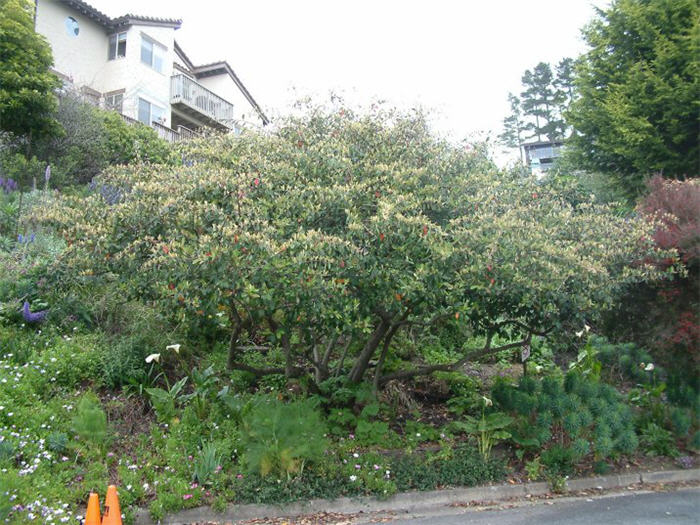 Cotoneaster lacteus