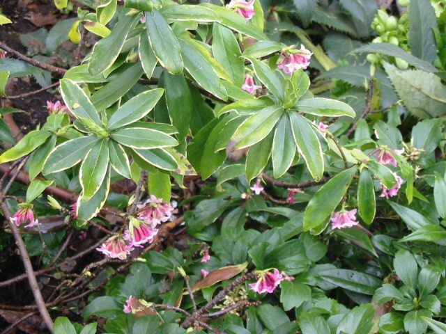 Daphne odora 'Aureo-marginata'