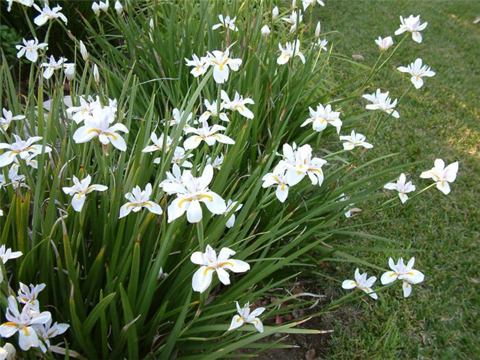 Plant photo of: Dietes iridioides