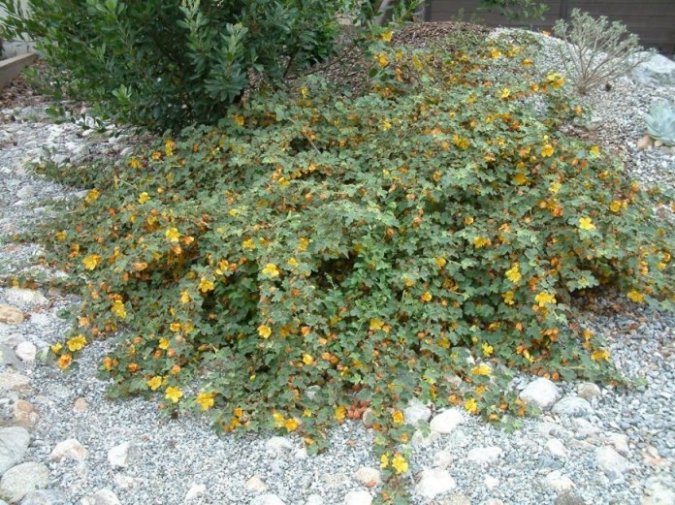 Fremontodendron californicum ssp. decumb