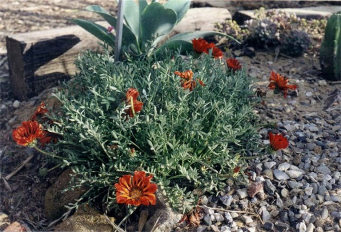 Clumping Gazania, Treasure Flower