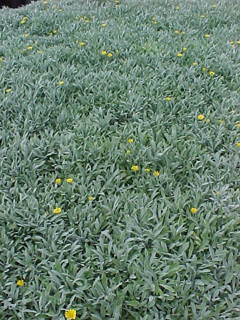 Gazania, Treasure Flower