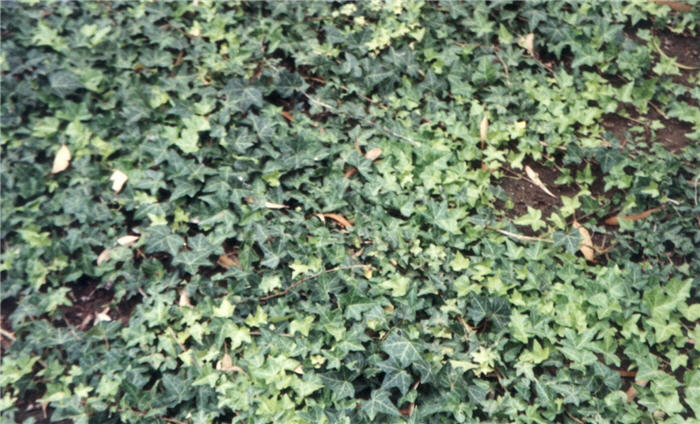 Hahn's English Ivy