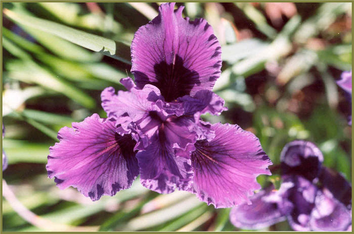 Iris Pacific Coast Hybrid 'Lavender Blue