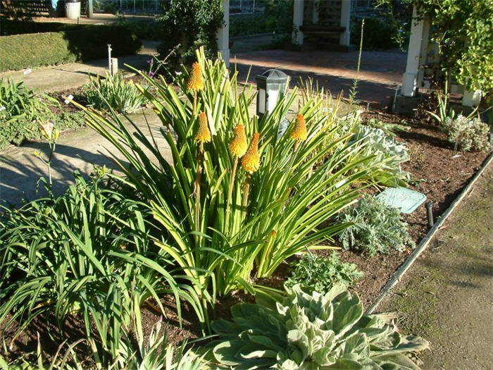 Kniphofia hybrids