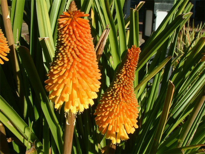 Plant photo of: Kniphofia hybrids