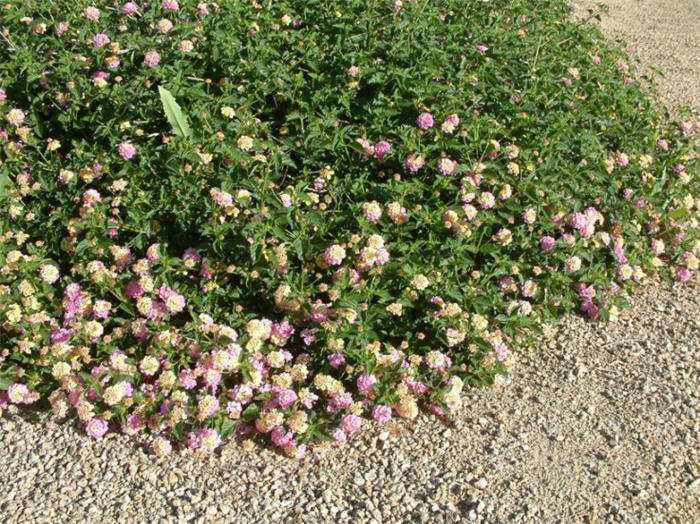 Plant photo of: Lantana 'Christine'