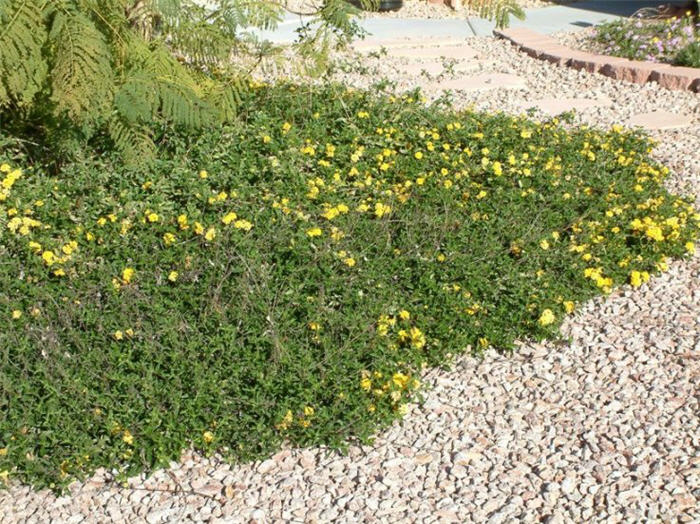 Lantana 'Trailing Yellow'