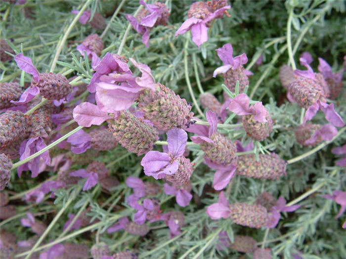 Lavandula stoechas 'Otto Quast'