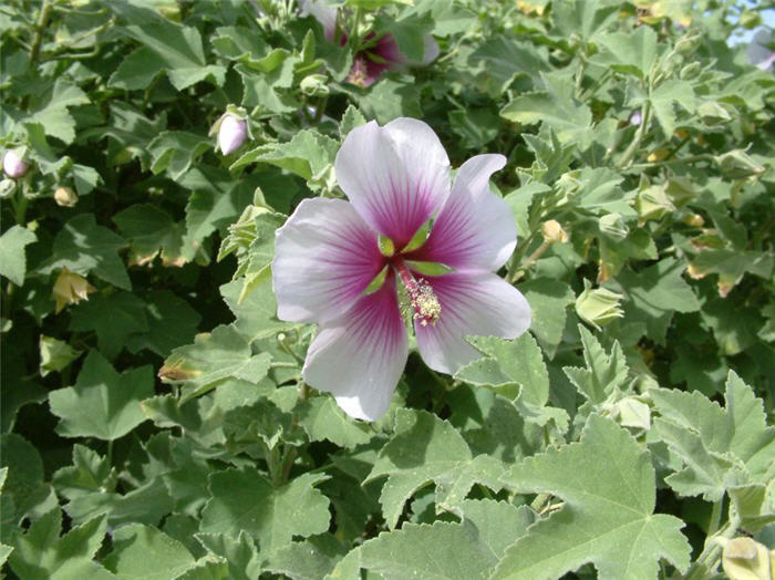 Plant photo of: Lavatera maritima