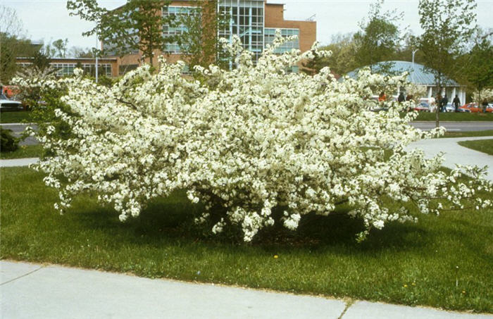 Plant photo of: Malus sargentii