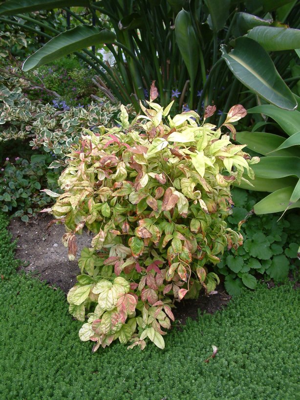 Plant photo of: Nandina domestica 'Nana'