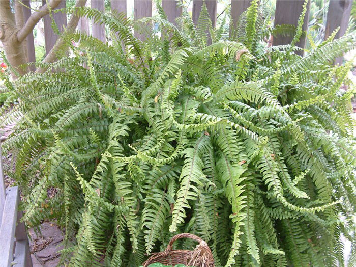 Tropical Sword Fern