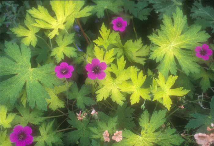 Geranium 'Anne Folkard'