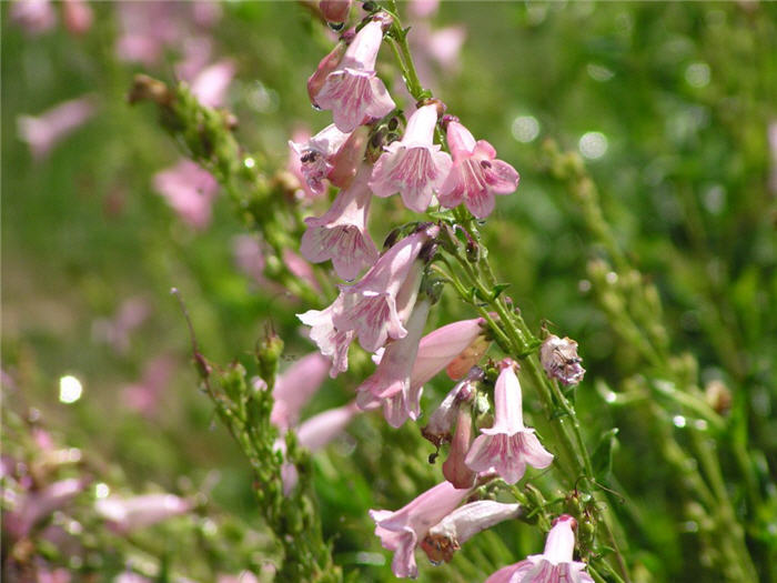 Plant photo of: Penstemon X gloxinioides 'Apple Blossom'