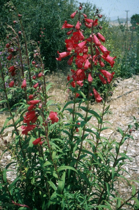 Penstemon X gloxinioides 'Firebird'