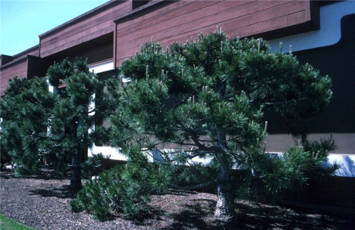 Pinus thunbergii