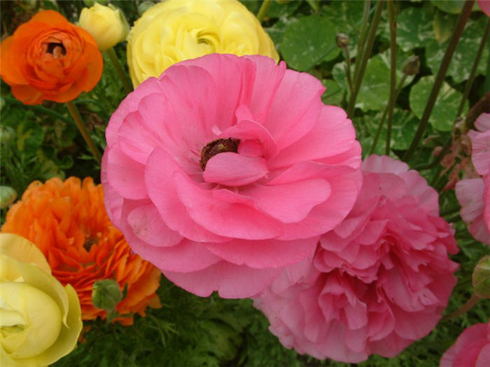 Garden Ranunculus, Persian Buttercu