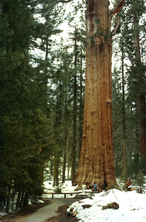 Plant photo of: Sequoiadendron giganteum