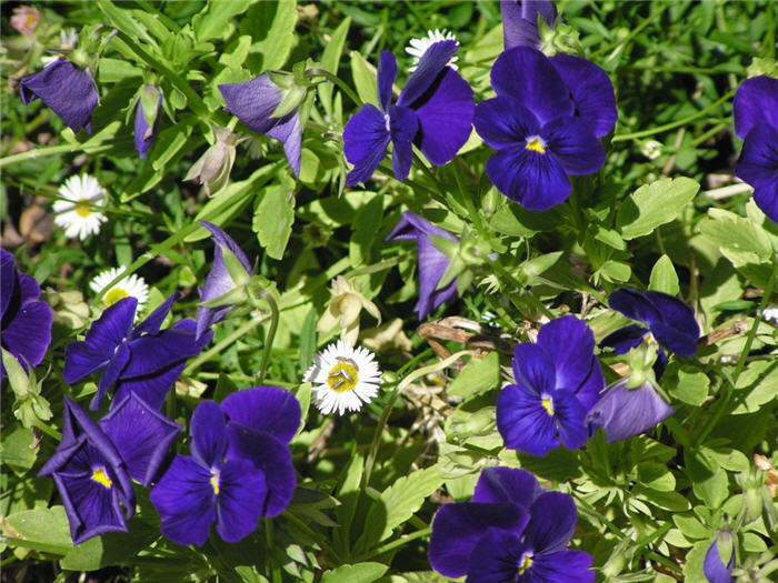 Viola cornuta 'Purple Showers'