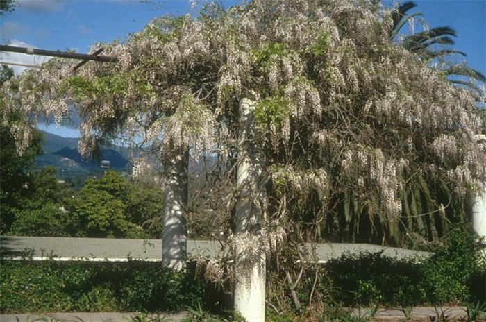 Plant photo of: Wisteria sinensis 'Alba'