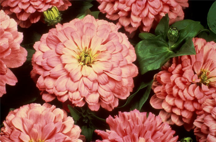 Zinnia elegans