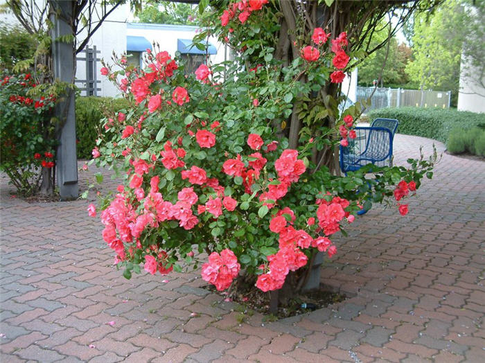 Rosa Climbing varieties