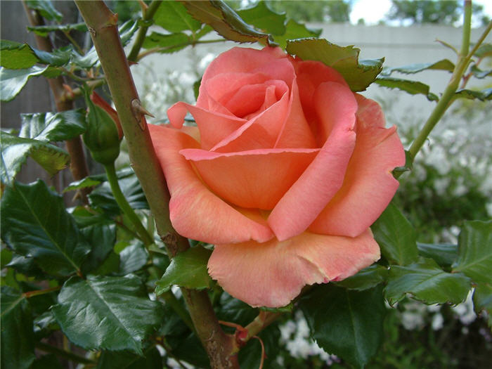 Plant photo of: Rosa Hybrid Tea varieties