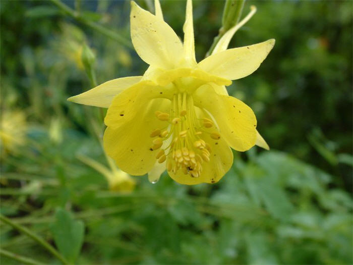 Aquilegia chrysantha