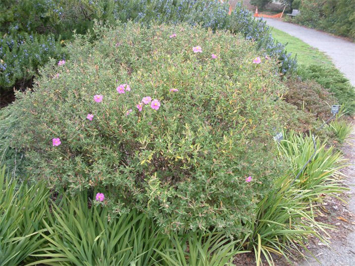 Cistus incanus