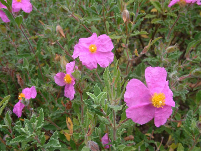 Plant photo of: Cistus incanus