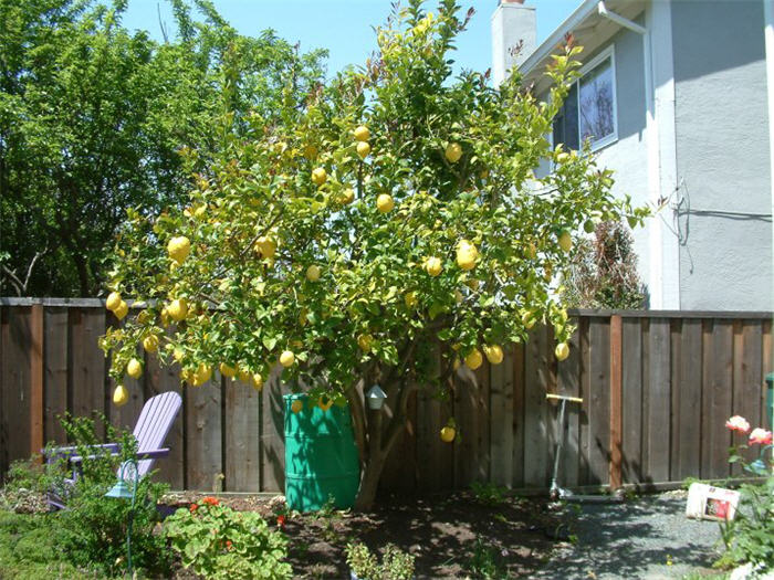 Citrus limon 'Eureka'