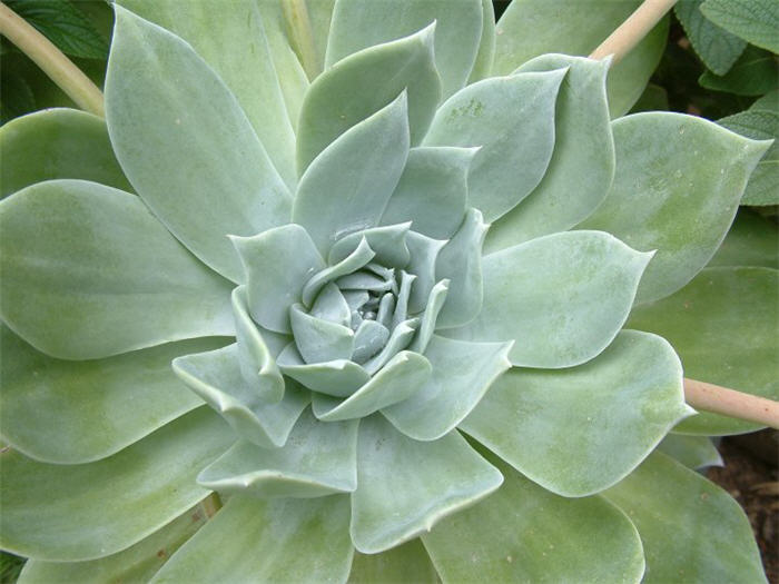 Plant photo of: Dudleya pulverulenta