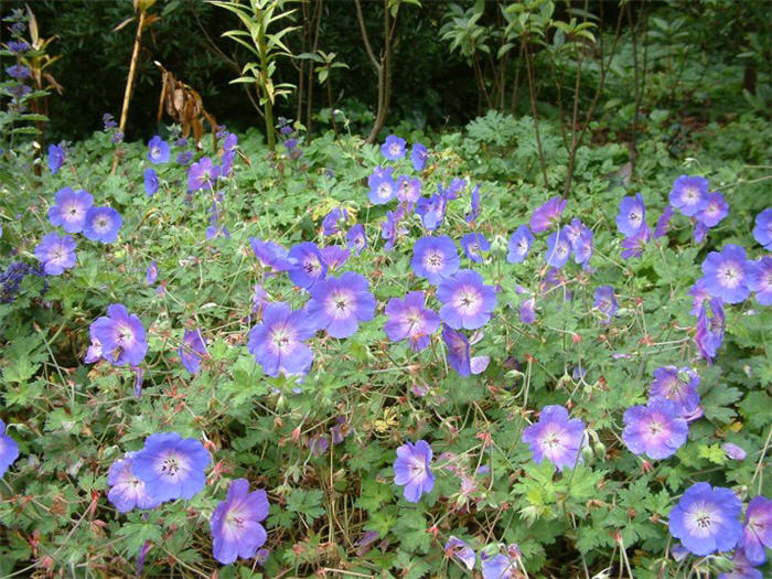 Geranium 'Brookside'