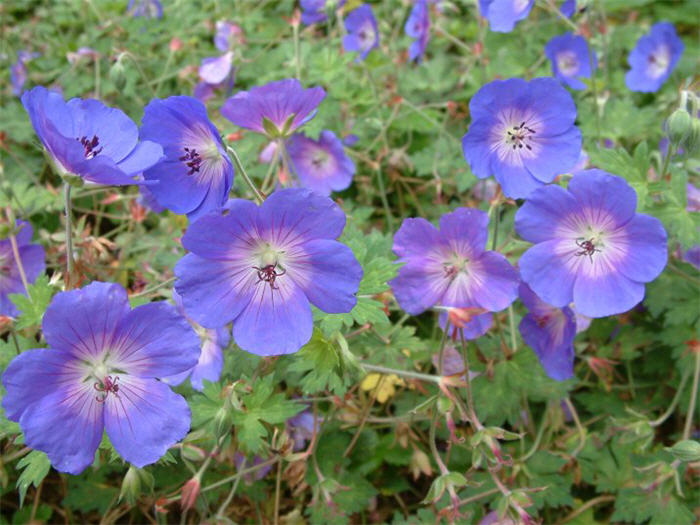 Plant photo of: Geranium 'Brookside'