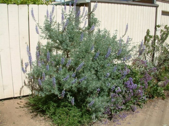 Lupinus albifrons