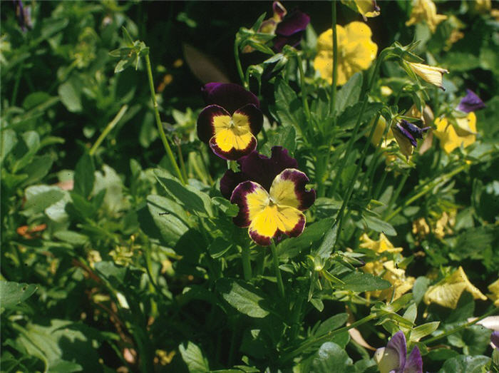 Viola tricolor