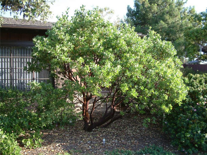 Plant photo of: Arctostaphylos manzanita 'Dr. Hurd'