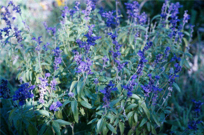 Plant photo of: Salvia uliginosa