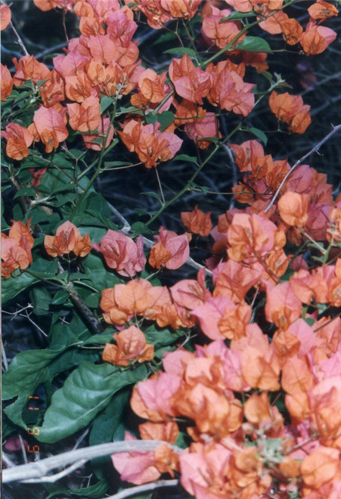 Bougainvillea 'Camarillo Fiesta'