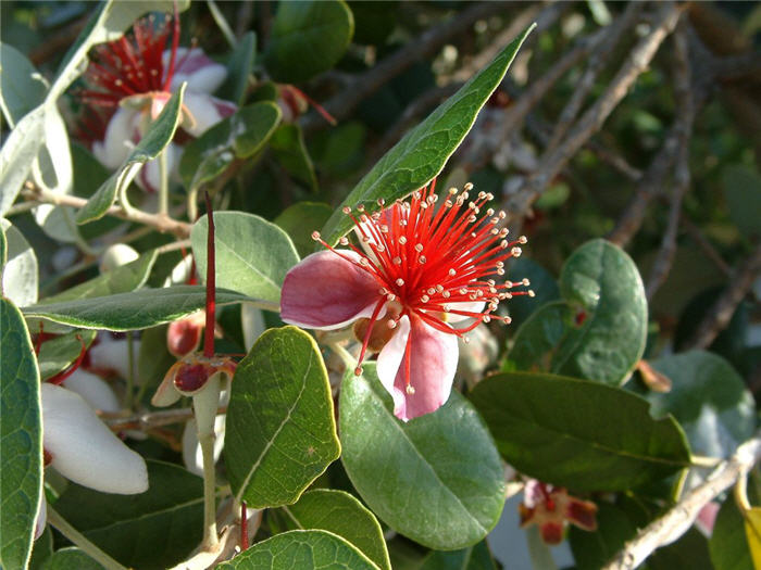 Feijoa sellowiana