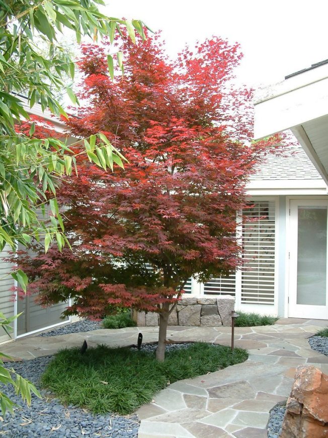 Plant photo of: Acer palmatum 'Bloodgood'