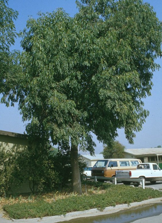 Plant photo of: Fraxinus uhdei