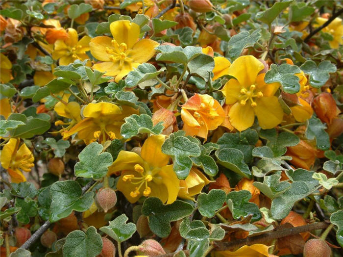 Plant photo of: Fremontodendron californicum