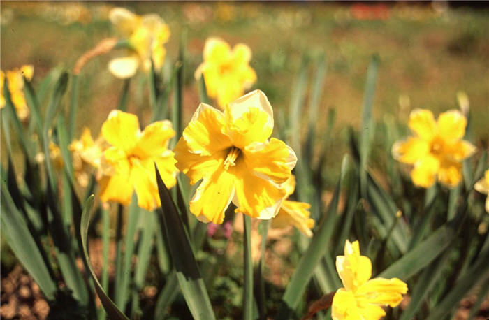 Narcissus 'Mistrial'