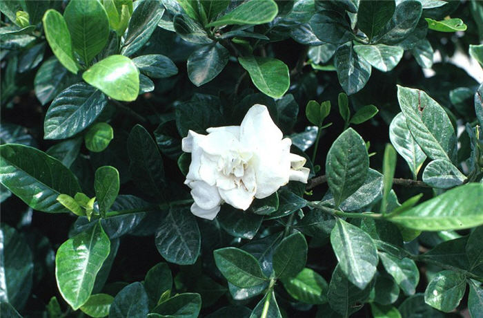 Gardenia jasminoides 'Veitchii'