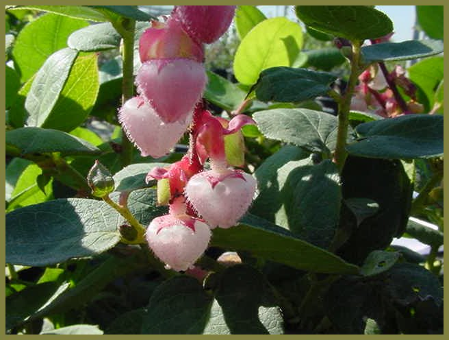 Salal, Lemon Leaves